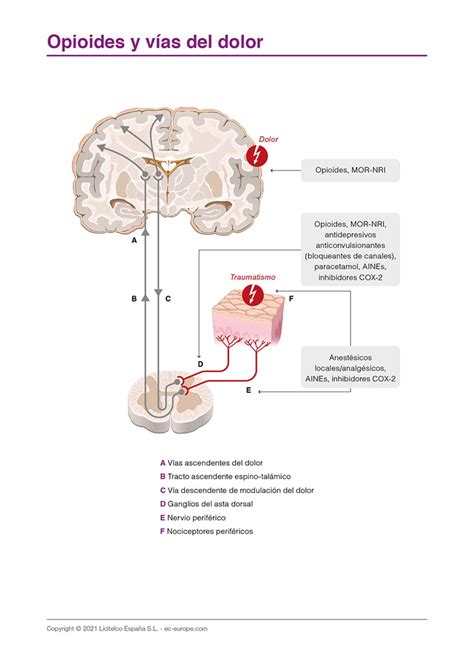 Opioides Y Vías Del Dolor