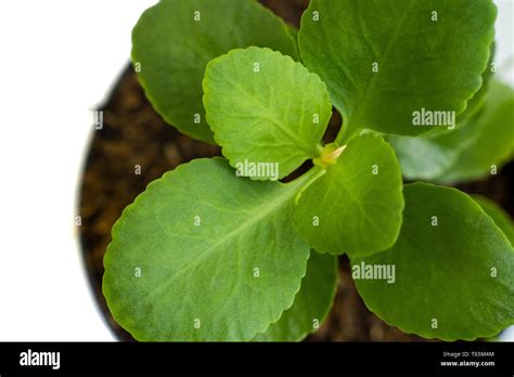 Top View Green Of Beautiful Potted Bryophyllum Pinnatum Plants Stock