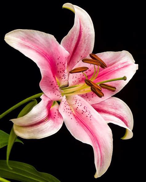 Pink lily | Flower painting, Flower pictures, Exotic flowers