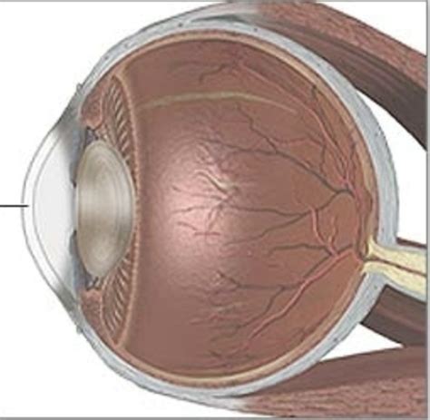 Cornea Conjunctiva Sclera Flashcards Quizlet