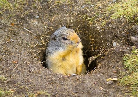 steps  controlling ground squirrels