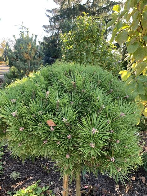 Sosna G Stokwiatowa Low Glow Pinus Densiflora Nierych Y