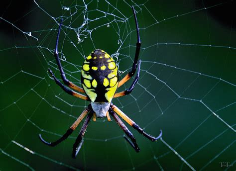 The Black And Yellow Garden Spider Orb