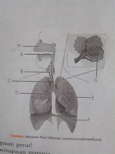 Gambar Organ Pernapasan Manusia Beserta Keterangannya Denah