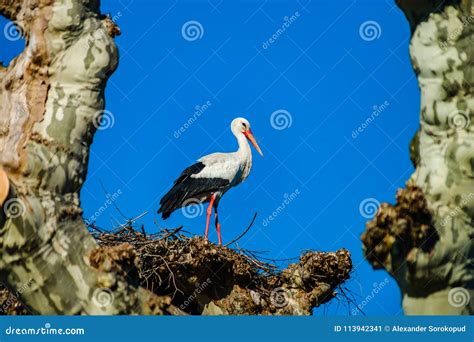 Beautiful White Storks In The Nest On Blue Sky Backgroung Springtime