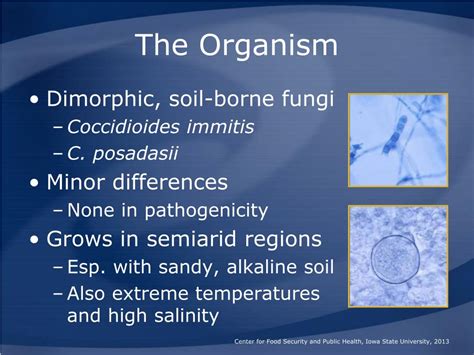 Ppt Coccidioidomycosis Powerpoint Presentation Free Download Id407318