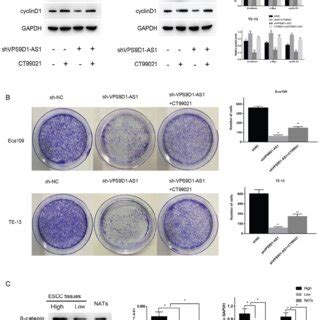 Vps D As Affects Escc Via The Wnt Catenin Signaling Pathway A