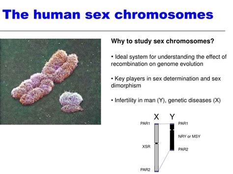 PPT The Evolution Of Sex Chromosomes From Humans To Non Model