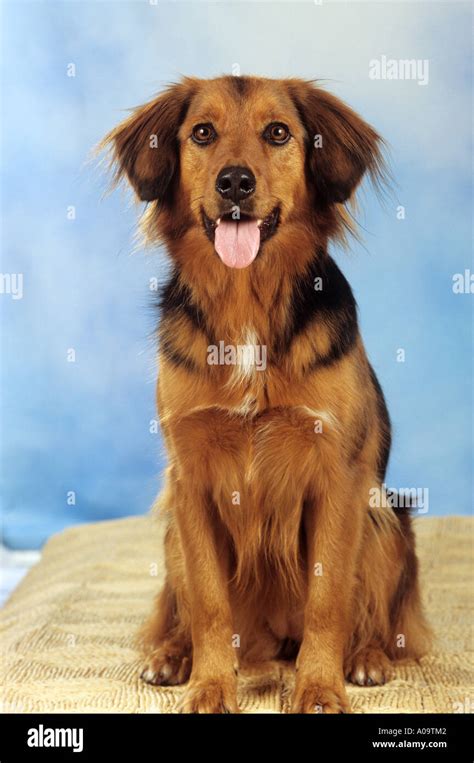 Mixed-breed dog (Golden Retriever x Dachshund). Adult dog sitting Stock ...