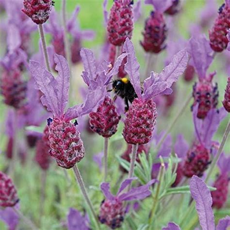 French Lavender Plug Plants Bandera Deep Purple Dark Purple Flowers