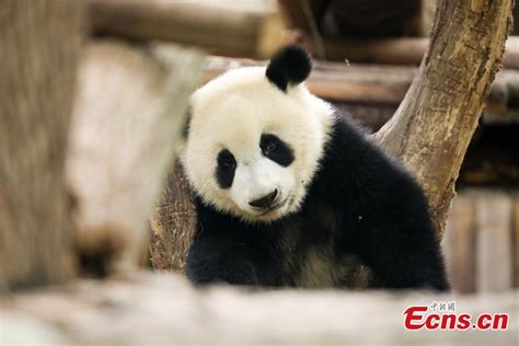 Giant Pandas Enjoy Summer Sunshine In Sichuan