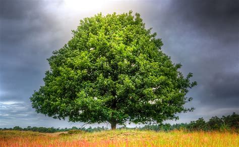 Oak Tree Thousand Oaks Ca Building California Baxter Oaks