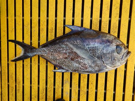 Fis01170 Sickle Pomfret Monchong Taractichthys Steindach Flickr