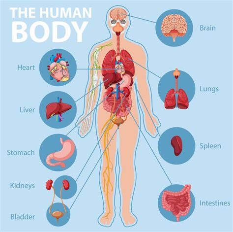 Human Body Internal Parts Human Body Organ System The Human Body