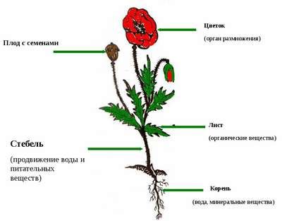 Из каких частей состоит цветок? Названия, описание и схема >
