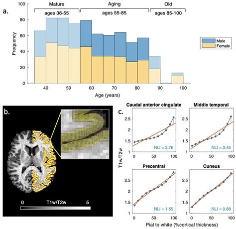 A Human Connectome Project In Aging HCP A Dataset Age Distribution