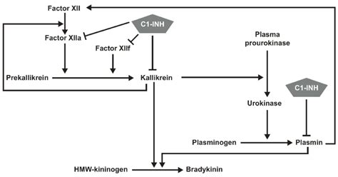 Production Of Bradykinin Through Kallikrein Dependent Reactions