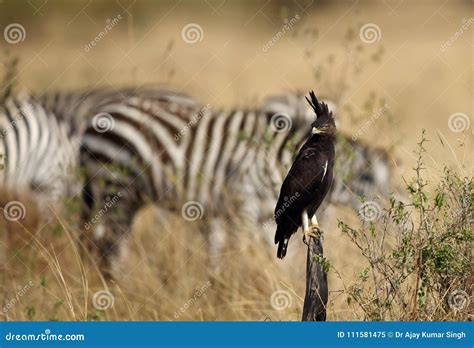 Long-crested Eagle and the Srtips Stock Image - Image of strong ...