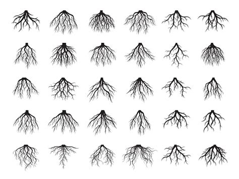 Set Of Roots Vector Elements Stock Illustration - Download Image Now ...