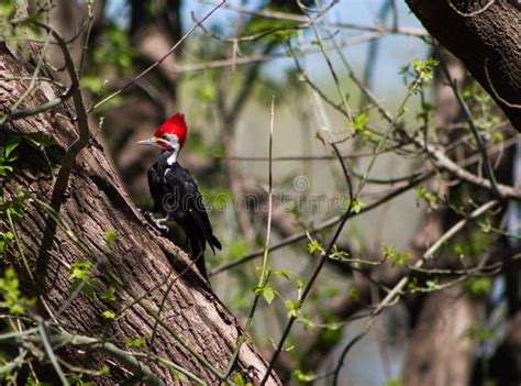 Pájaro Carpintero Negro En Su Hábitat Natural En Cordoba Argentina Foto