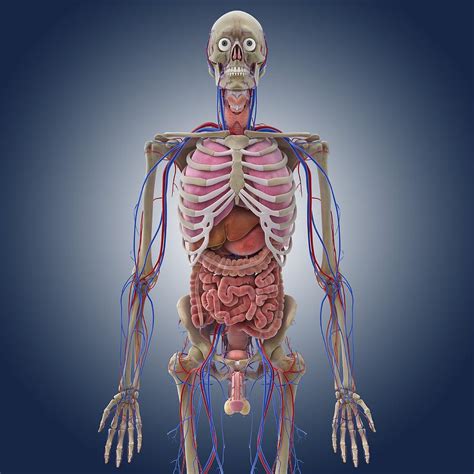 Surface Anatomy Of Human Body