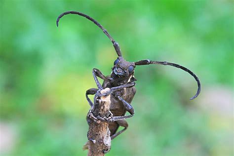 Batocera Background Images, HD Pictures and Wallpaper For Free Download ...