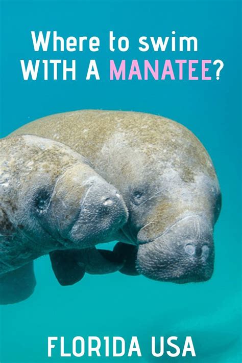 Best Places To See Manatees In Florida Florida Vacationers