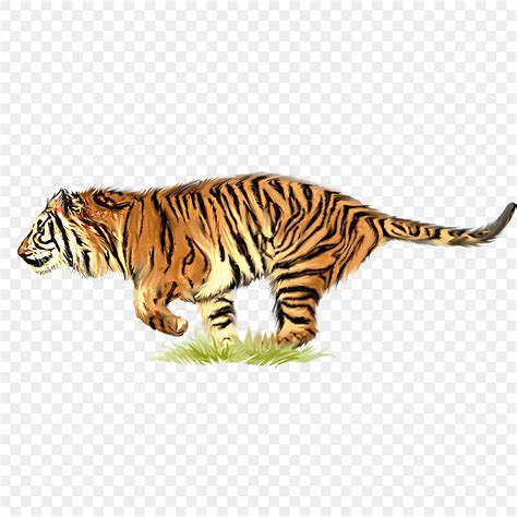 Hand Painted Tiger Hd Transparent Hand Painted Running Tiger