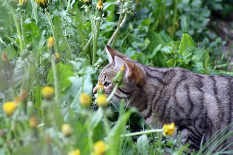 Free Images Grass Flower Wildlife Spring Fauna Whiskers