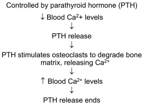 Anatomy Physiology Chapter 6 Bone And Skeletal Tissues Flashcards