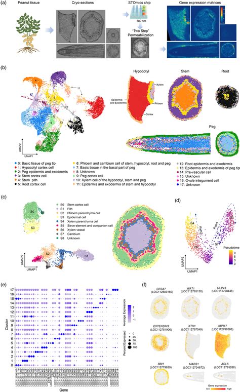 Spatial Transcriptome Maps Of Peanut Tissues A Schematic