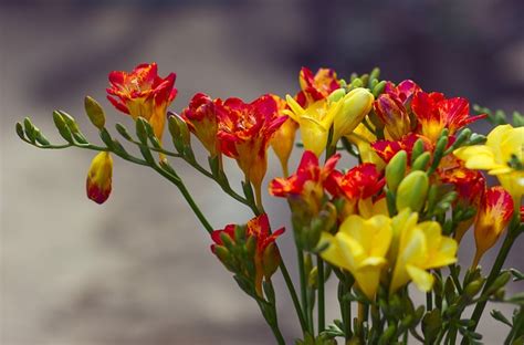 Primavera Flores Natureza Foto Gratuita No Pixabay