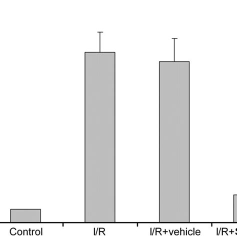 Effects Of P38 Mitogen Activated Protein Kinases Mapk Inhibitor And