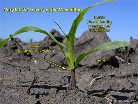 Root Development In Young Corn Purdue University