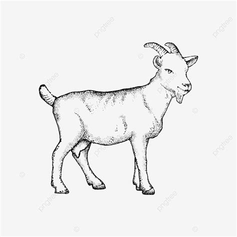 Sketsa Elemen Kambing Hitam Yang Digambar Tangan Clipart Domba Domba