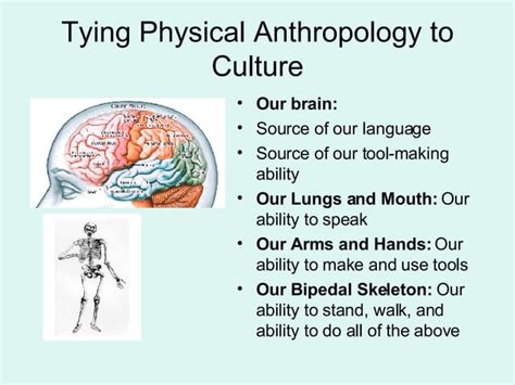 Four Fields In Anthropology