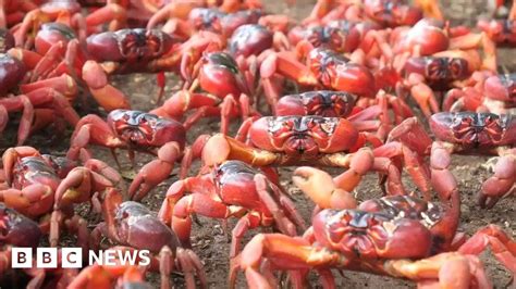 Science And Environment Red Crabs Are Conquering Australias Roads And Bridges