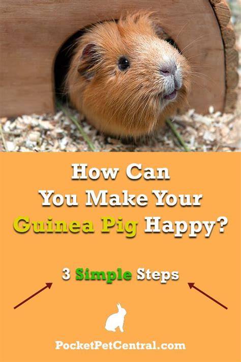 How Can You Make Your Guinea Pig Happy Read This Article And Youll