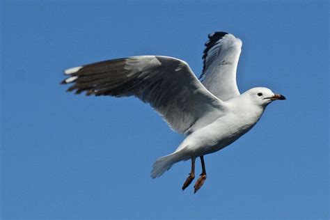 Silver Gull Tony Keene Birds