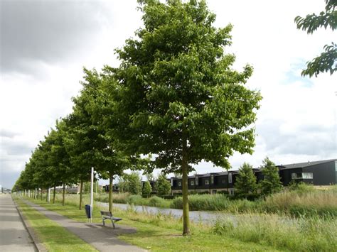 Which Trees Are Suitable For Avenues And Wide Streets Street Trees