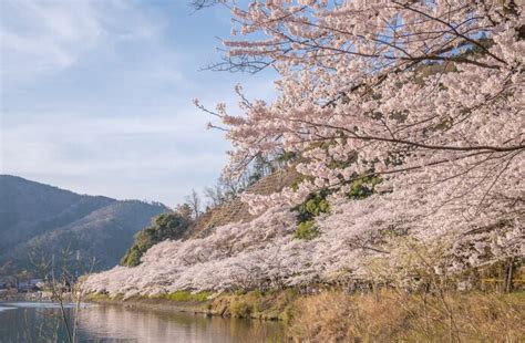 写真・図版（4枚目） 美しい桜に逢いに行こう〜近畿地方のさくら名所〜【2023】 Aera Dot アエラドット