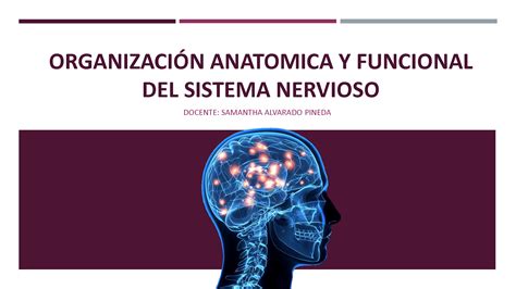 Solution Organizaci N Anatomica Y Funcional Del Sistema Nervioso