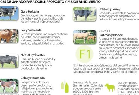 Las principales razas ganaderas más comunes en la industria