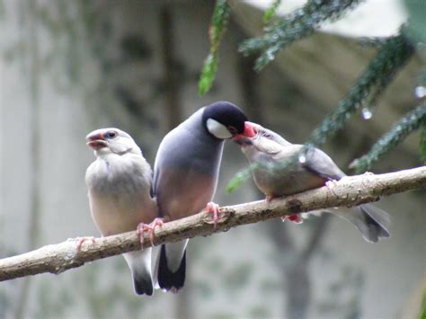 Java Sparrows Java Sparrows Taken At Bristol Zoo On 30th Flickr