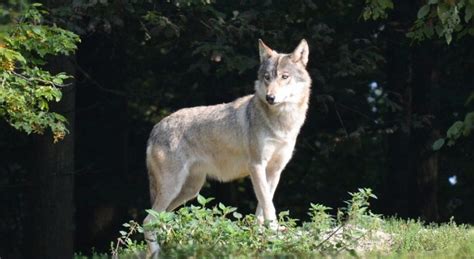 Tundra Wolf Facts Adaptations Pictures