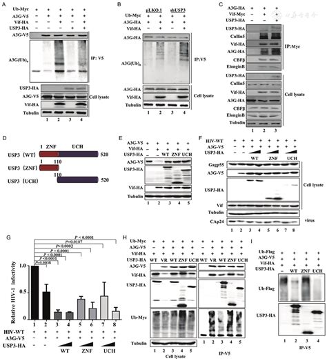 Deubiquitinase Ubiquitin Specific Protease Usp Inhibits Hiv