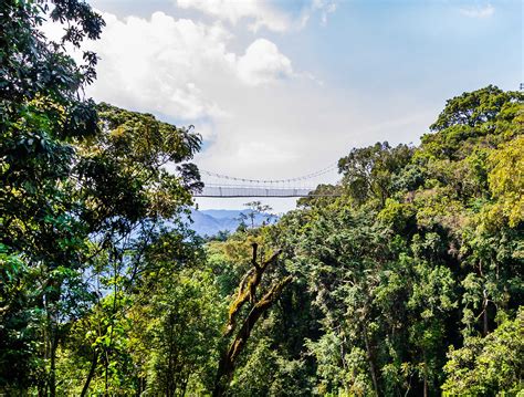 Nyungwe Forest National Park | Mustseespots.com