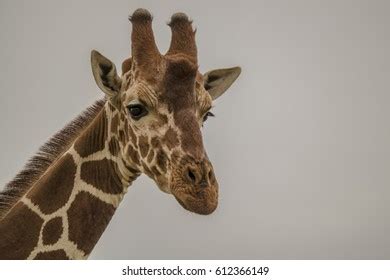 Giraffe Head Close Stock Photo 612366149 | Shutterstock