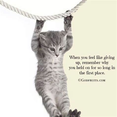 Hang In There Tabby Cat Cat Background Cat Posters