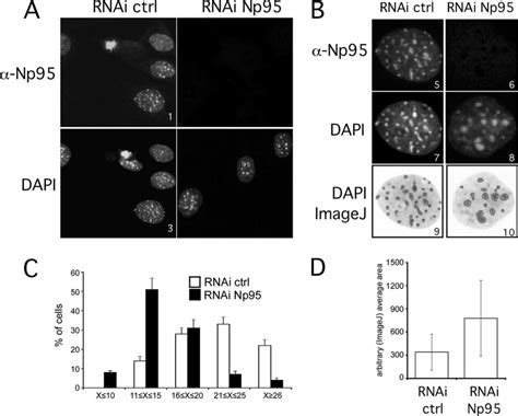 Depletion Of Np95 Induces Clustering Of Ph A Silencing Efficiency Of